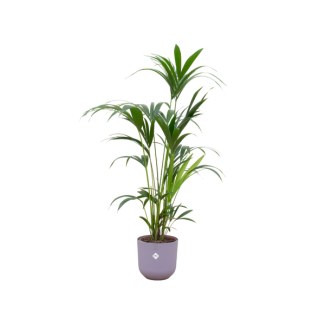 Paradijspalm, Kentia palm + Pot Elho Jazz Round Lila Pot Ø26 - 130 cm Hoog