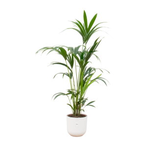 Paradijspalm, Kentia palm + Pot Elho Jazz Round Wit Pot Ø26 - 160 cm Hoog