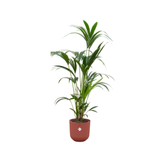 Paradijspalm, Kentia palm + Pot Elho Jazz Round Rood Pot Ø26 - 160 cm Hoog