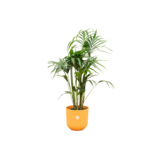 Paradijspalm, Kentia palm + Pot Elho Jazz Round Geel Pot Ø26 - 130 cm Hoog