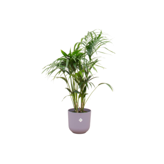 Paradijspalm, Kentia palm + Pot Elho Jazz Round Lila Pot Ø26 - 130 cm Hoog