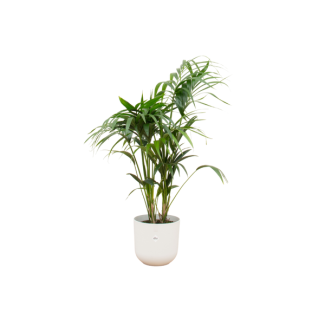 Paradijspalm, Kentia palm + Pot Elho Jazz Round Wit Pot Ø26 - 130 cm Hoog
