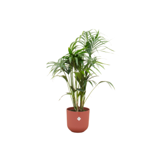 Paradijspalm, Kentia palm + Pot Elho Jazz Round Rood Pot Ø26 - 130 cm Hoog