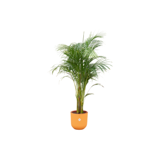 Vlinderpalm, Areca Palm, incl. Pot Elho Jazz Round Kleur Geel, Binnenplant, Exotische Plant,  ø26, 140 cm Hoog