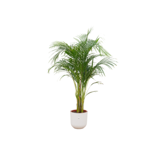 Vlinderpalm, Areca Palm, incl. Pot Elho Jazz Round Kleur Wit, Binnenplant, Exotische Plant,  ø26, 140 cm Hoog