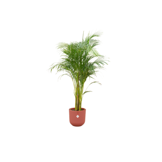 Vlinderpalm, Areca Palm, incl. Pot Elho Jazz Round Kleur Rood, Binnenplant, Exotische Plant,  ø26, 140 cm Hoog