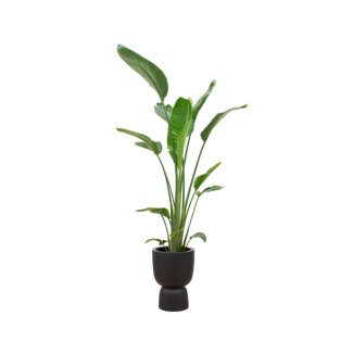 Hoge kamerplant de Witte paradijsvogelbloem , Strelitzia Augusta ,Inclusief Pot Elho Pure Coupe Zwart,  Ø35 - 210 cm