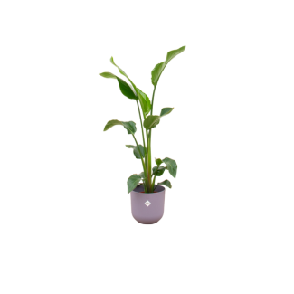 Strelitzia Nicolai, Inclusief Elho Jazz Round lila Ø23 - 130 cm