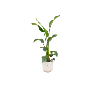 Strelitzia Nicolai, Inclusief Elho Pure Coupe Bruin Ø35 - 200 cm