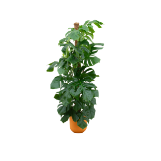 Groene gatenplant  incl. Elho Jazz Round Geel - Monstera Pertusum - Mexicaanse broodvrucht, 150 cm hoog, potmaat ø26