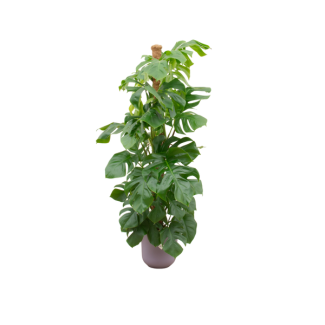 Groene gatenplant Incl Elho Jazz Round Lila  Monstera Pertusum - Mexicaanse broodvrucht, 150 cm hoog, potmaat ø26