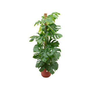 Gatenplant XL incl. Elho Jazz Roumd Kleur Rood,, Groene Kamerplant, Tropisch,  Monstera Deliciosa - Ø26cm - ↕150cm