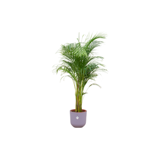 Vlinderpalm, Areca Palm, incl. Pot Elho Jazz Round Kleur Lila, Binnenplant, Exotische Plant,  ø26, 140 cm Hoog