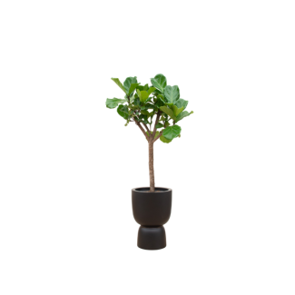 Vioolbladplant,Ficus Lyrata boom, Inclusief Elho Pure Coupe Zwart, Ø41 - 210 cm