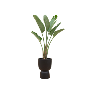 Hoge kamerplant de Witte paradijsvogelbloem , Strelitzia Augusta ,Inclusief Pot Elho Pure Coupe Zwart,  Ø41 - 210 cm