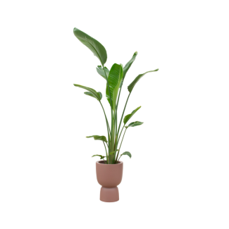 Hoge kamerplant de Witte paradijsvogelbloem , Strelitzia Augusta ,Inclusief Pot Elho Pure Coupe Bruin,  Ø35 - 210 cm