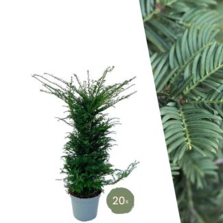20 x Groenblijvende taxus planten voor 10 strekkende meter haag , 12L - 20 x,  ↨ 100-125 cm