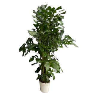 Caryota Mitis - 180 cm - Ø27