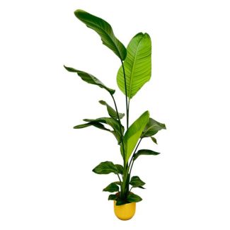 Witte Paradijsvogelplant in Elho Vibes Fold Round Kleur Geel , Tropische Groene Plant, Strelitzia Nicolai,  Ø18cm - ↕130cm