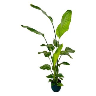 Witte Paradijsvogelplant in Elho Vibes Fold Round Kleur Blauw, Tropische Groene Plant, Strelitzia Nicolai,  Ø18cm - ↕130cm