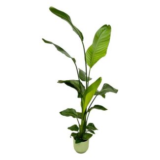 Witte Paradijsvogelplant in Elho Vibes Fold Round Kleur Groen , Tropische Groene Plant, Strelitzia Nicolai,  Ø18cm - ↕130cm
