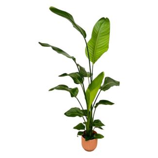 Witte Paradijsvogelplant in Elho Vibes Fold Round Kleur Roze , Tropische Groene Plant, Strelitzia Nicolai,  Ø18cm - ↕130cm