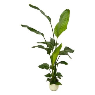 Witte Paradijsvogelplant in Elho Vibes Fold Round Kleur Wit , Tropische Groene Plant, Strelitzia Nicolai,  Ø18cm - ↕130cm