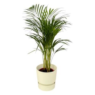 Goudrietpalm voor in de kamer inclusief witte Elho Greenville pot, ↨70cm - Ø19cm