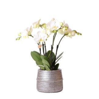 Mooie Rose VlinderOrchideeTreviso Ø12cm, in Groove Pot Zilver, Bloeiende Kamerplant
