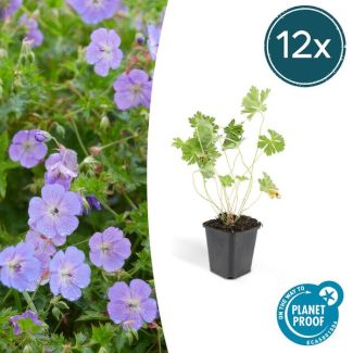 12 Stuks Ooievaarsbek, Lilakleurige Bloemen van mei tot ver in het najaar! Geranium Rozanne - ↕10-25cm - Ø9cm