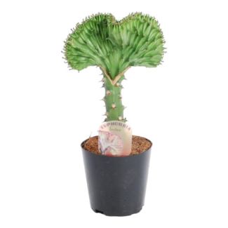 Gemakkelijke groene koraalcactus (Euphorbia lactea Cristata), succulent voor binnen, 35 cm - ø12