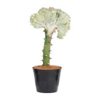 Witte koraalcactus (Euphorbia lactea Cristata), unieke vetplant voor binnen, 35 cm hoog, ø12