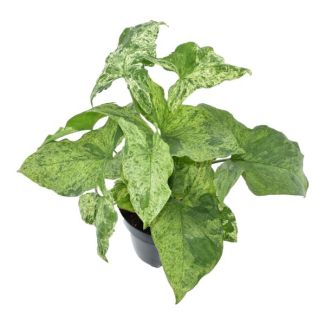 Simpele kamerplant Syngonium Mottled met lichtgroene bladeren, 25 cm hoog, ø12