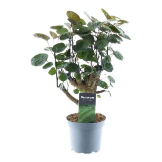 Donkergroene kamerplant Polyscias Fabian, 45 cm hoog, ø12