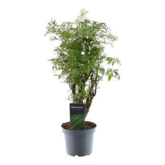 45 cm hoge kamerplant Polyscias Hawaiiana Ming, ø12
