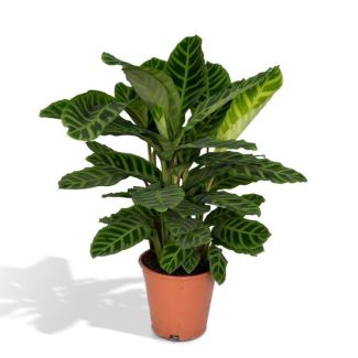 Pauwenplant