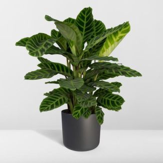 Pauwenplant