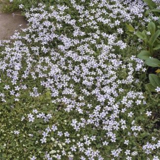6 x Blue Star Creeper, Blauwe grondkruiper, Moeras isotoom (Isotoma fluviatilis), lage buitenplant
