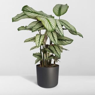 Pauwenplant 