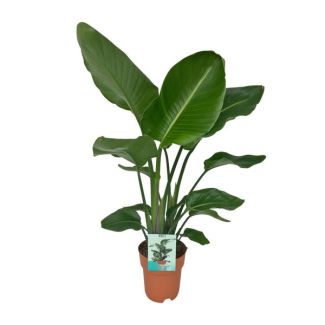 Witte paradijsvogelplant, Strelitzia Nicolai,  Ø19cm - ↕90cm