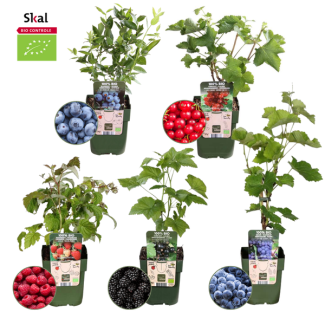 5 verschillende biologische fruit stuiken / klimplanten - Framboos / Braam / Aalbes / Bosbes / Druif