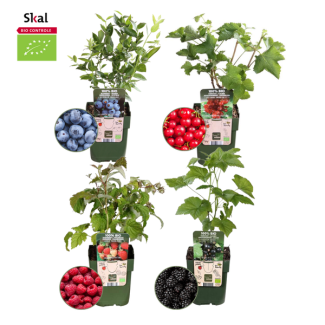  Vruchtenparadijs  BIO Fruitplanten mix set van 4 verschillende soorten
