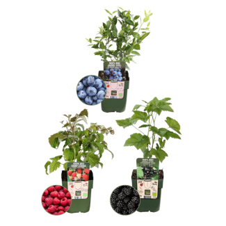  Vruchten feestje  BIO Fruitplanten mix set van 3 verschillende soorten