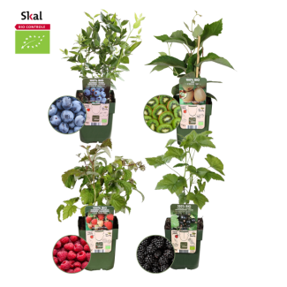  Zomervruchten  BIO Fruitplanten mix set van 4 verschillende soorten 