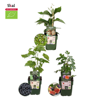 Set van 3 verschillende100% Biologische Fruitplanten, De Trio Zoete Oogst, Braam, Vijf, Kiwi,