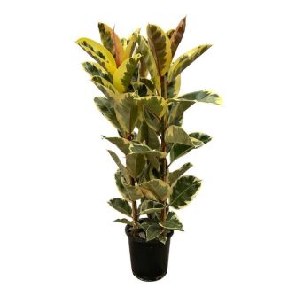 Indische rubberboom Ficus Elastica Tineke struik voor binnen, 160 cm hoog, Ø28cm