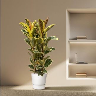 Indische rubberboom Ficus Elastica Tineke struik voor binnen, 160 cm hoog, Ø28cm