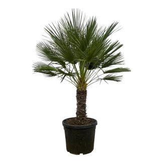 Dwergpalm of Chamaerops Humilis op stam - 150 cm - Ø45cm - voor buiten en binnen