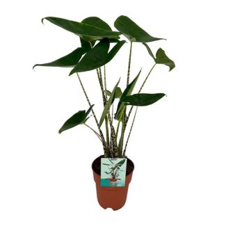Zebra-Plant, Tropische en Exotische uitstraling, Alocasia Zebrina - Ø19cm - ↕75cm Hoog