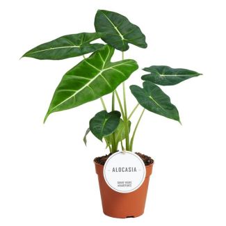 Olifantenoor, Exotische Groene Plant, Alocasia Frydek - Ø12cm - ↕35cm